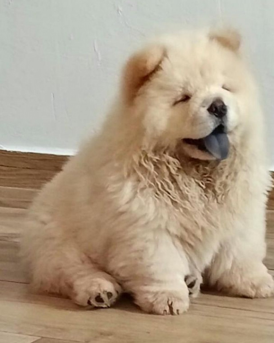 Casper Orsi Scaligeri