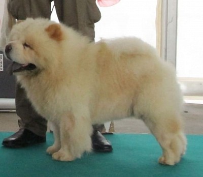 Casper Orsi Scaligeri
