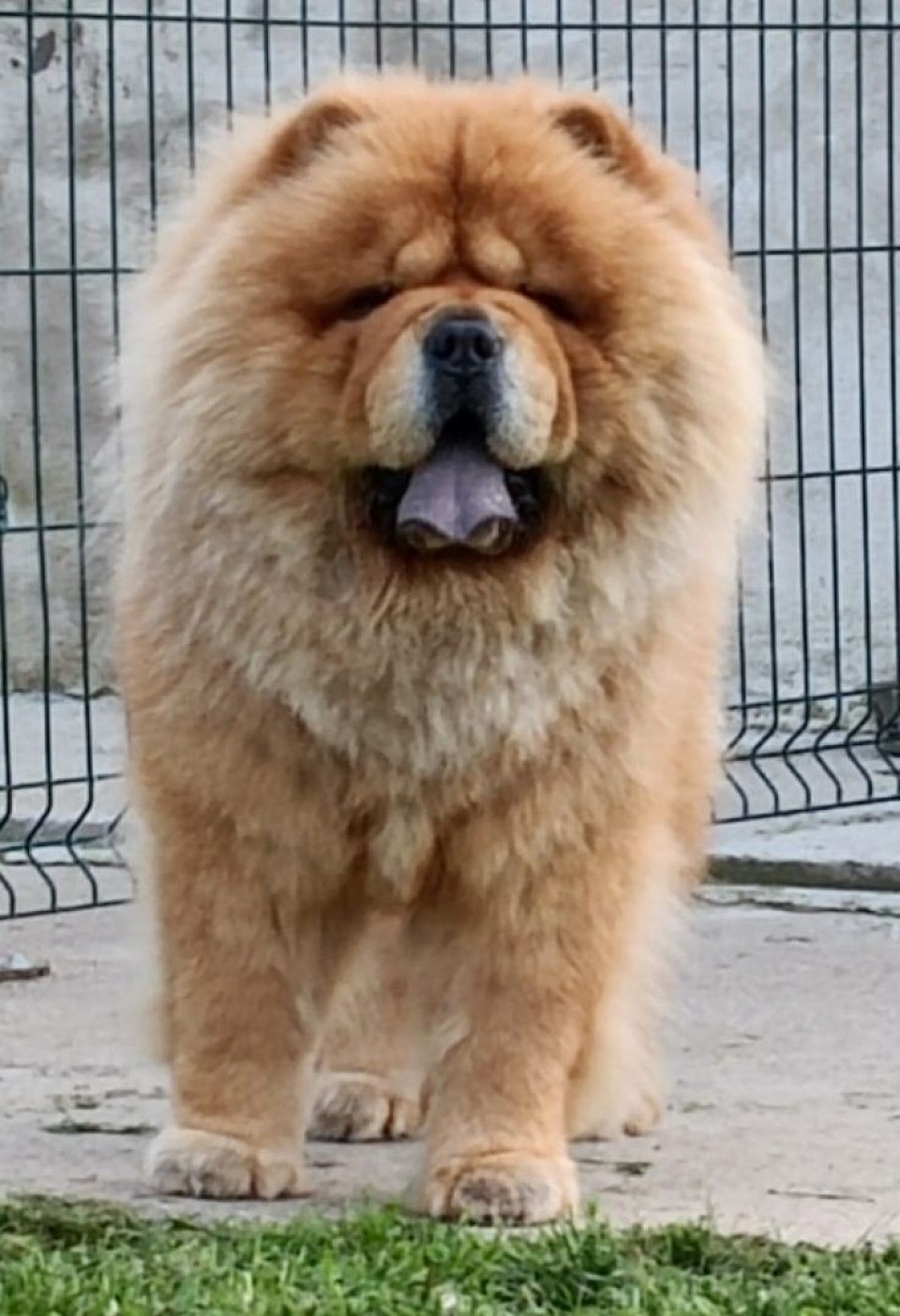 J CH  2024 Tik-Tok lietuvos liutas ( Chaky) Giovane campione italiano